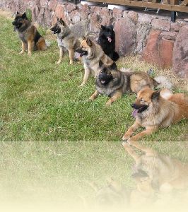 A-Wurf Dahner Felsenland